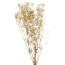 Gypsophile fleurs séchées blanc